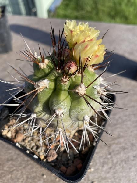 Copiapoa alticostata